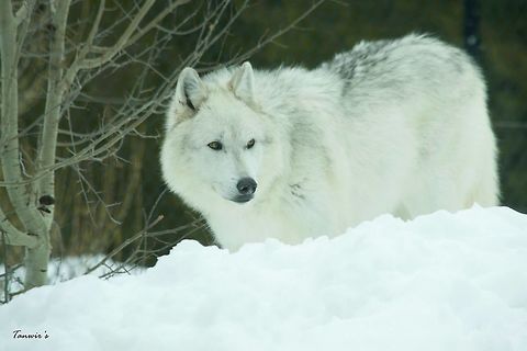 Gray wolf in the snow Another captive animal in Grizzly & Wolf Discovery Center in West Yellowstone. Canis lupus,Gray wolf