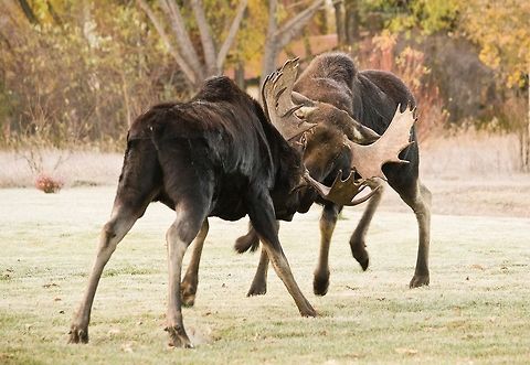 Moose fight Two bulls going at each other. Shot in Moose - Wilson road near Jackson,WY, USA. Alces alces,Geotagged,Moose,United States