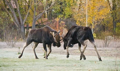 Two fighting bulls The first time a saw Moose and this is what I got. Grand Teton National Park is the best place to see them. Alces alces,Geotagged,Moose,United States