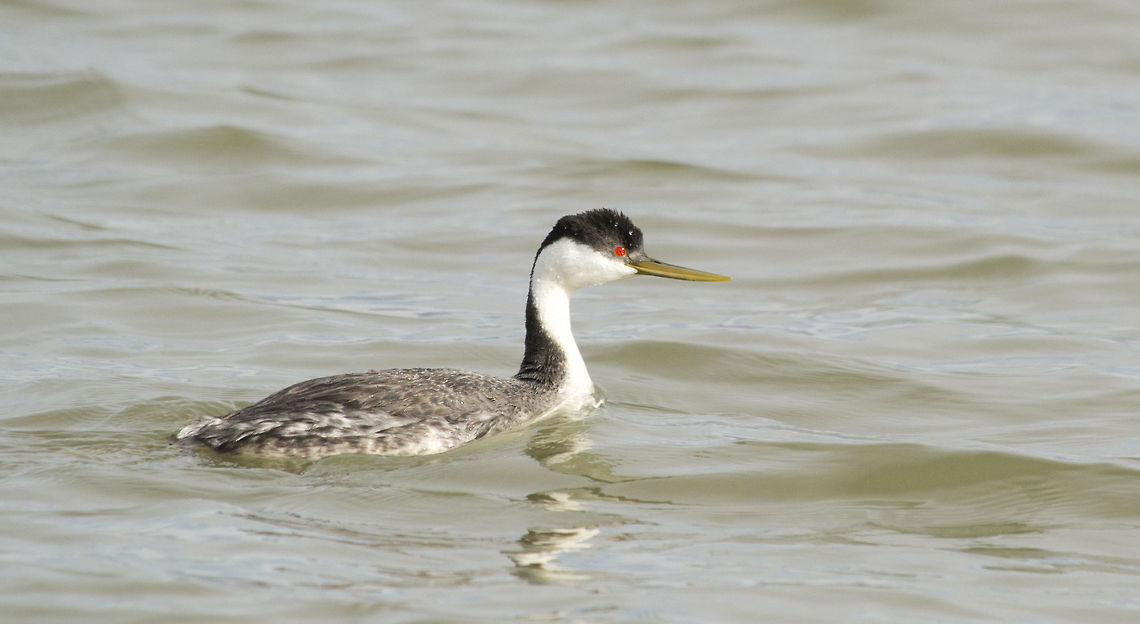 Western grebe Western grebe Aechmophorus occidentalis,Geotagged,Spring,United States,Western grebe