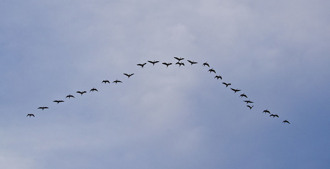 Pattern flight of Ibis White faced Ibis pattern flight. American White Ibis,Eudocimus albus,Geotagged,Pseudibis papillosa,Red-naped Ibis,Spring,United States