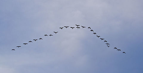 Pattern flight of Ibis White faced Ibis pattern flight. American White Ibis,Eudocimus albus,Geotagged,Pseudibis papillosa,Red-naped Ibis,Spring,United States