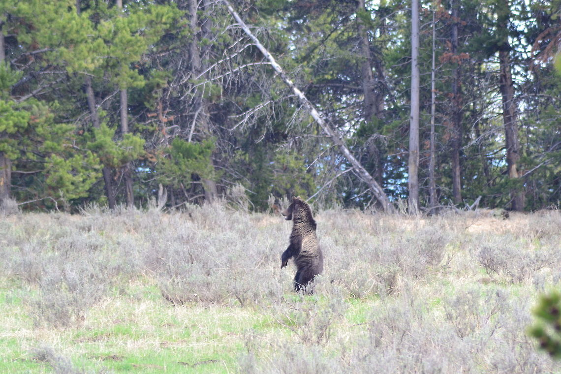 Grizzly Grizzly by the Yellowstone lake. Brown bear,Geotagged,Spring,United States,Ursus arctos