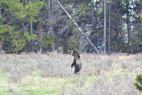 Grizzly Grizzly by the Yellowstone lake. Brown bear,Geotagged,Spring,United States,Ursus arctos