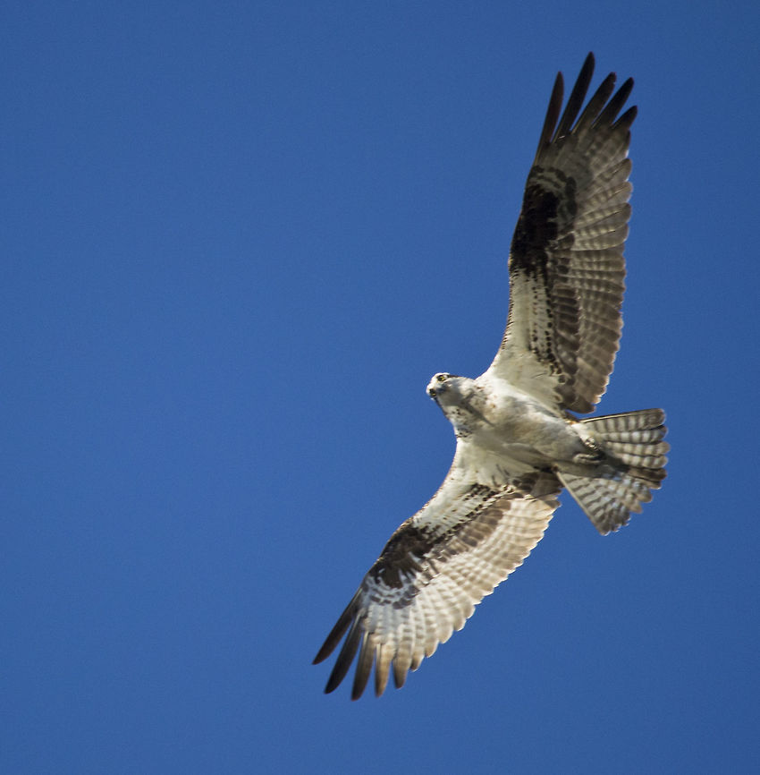 Osprey overhead  Geotagged,Osprey,Pandion haliaetus,Spring,United States