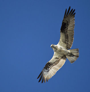 Osprey overhead  Geotagged,Osprey,Pandion haliaetus,Spring,United States
