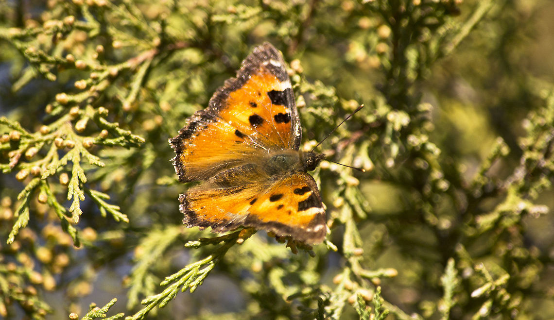Butterfly  Aglais urticae,Small Tortoiseshell
