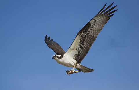 Osprey Fishing I clicked this in Bear Lake Idaho Geotagged,Osprey,Pandion haliaetus,Spring,United States