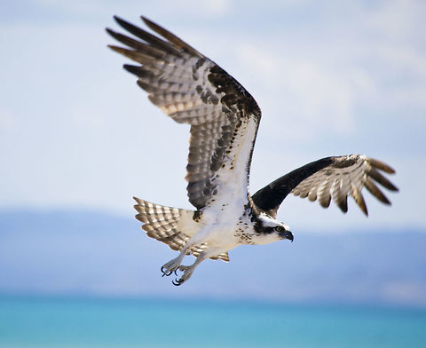 DSC_0030  Osprey,Pandion haliaetus