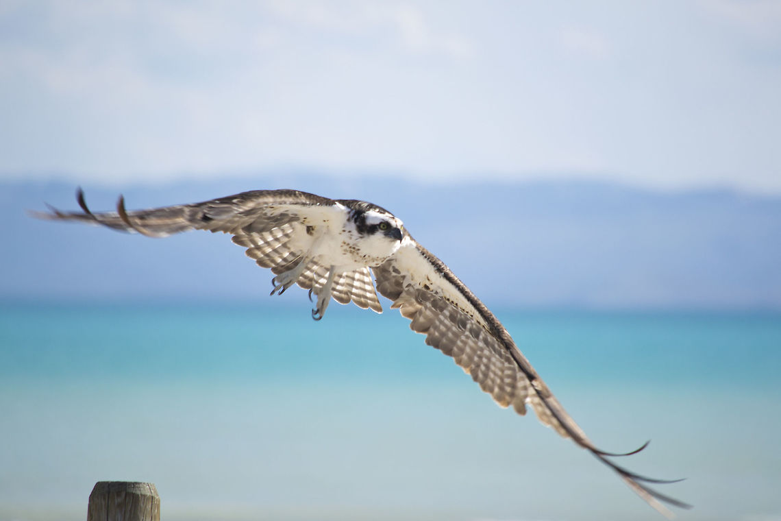 DSC_0029  Osprey,Pandion haliaetus