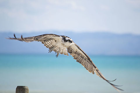 DSC_0029  Osprey,Pandion haliaetus