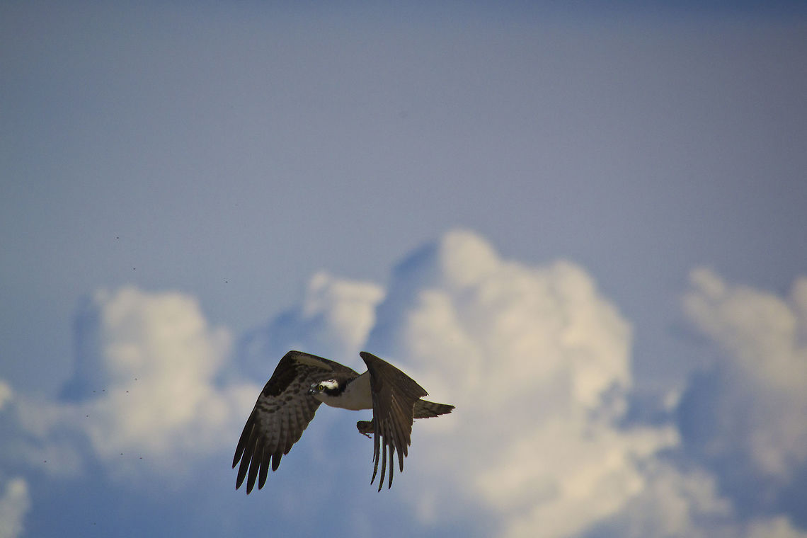 DSC_0095  Osprey,Pandion haliaetus