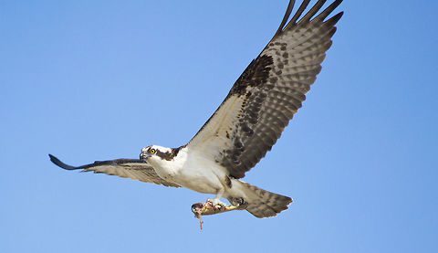 Osprey Fishing A lucky shot of an Osprey flying with a fish. This was in North Bear lake Idaho Geotagged,Osprey,Pandion haliaetus,Spring,United States