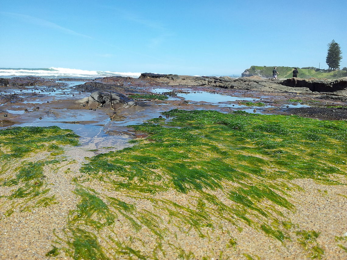 The Algae.