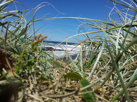 Looking through. This picture is of common spinifex grass opening out on to Little Austi beach. Australia,Geotagged,Spring