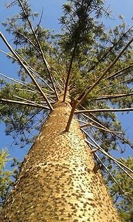 Up. This photo was taken at Austinmer beach and is of a norfolk pine tree. Araucaria heterophylla,Australia,Geotagged