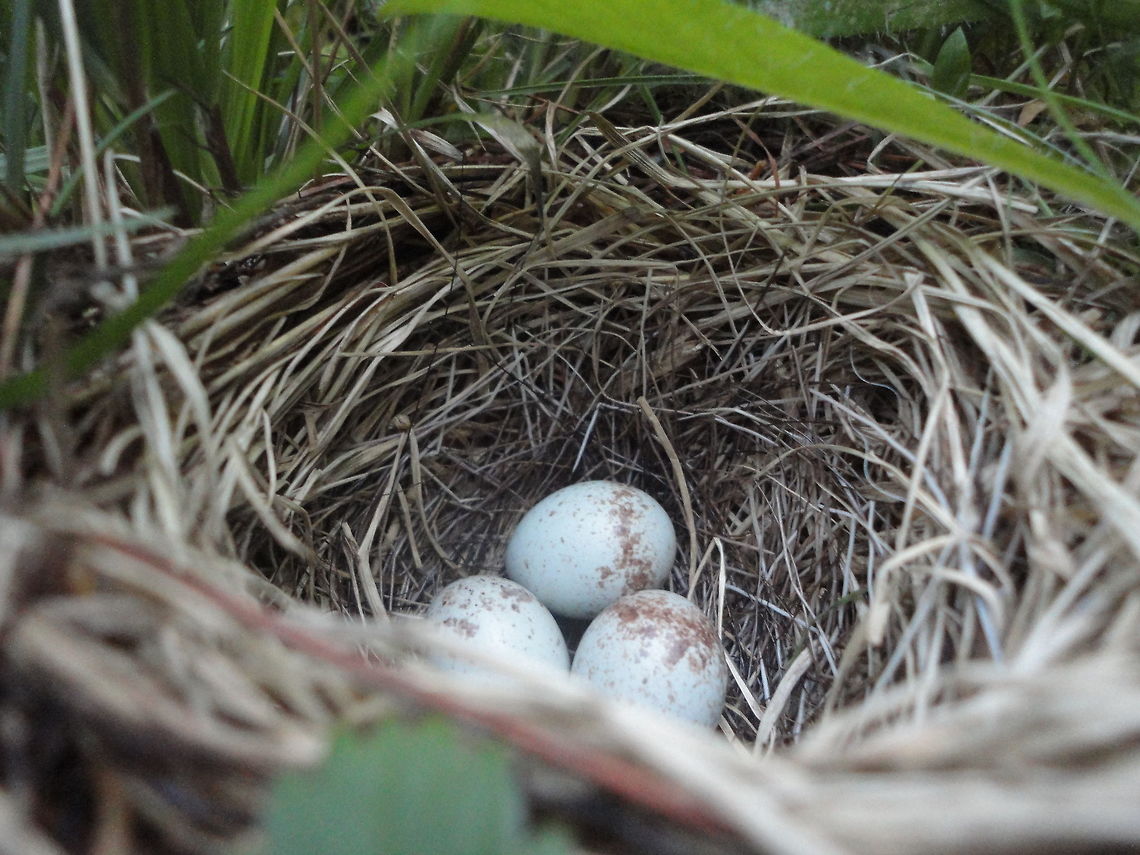 Soon to be These eggs were being cared for by a mother bird, the bird was rather large and blue. Blue jay,Cyanocitta cristata