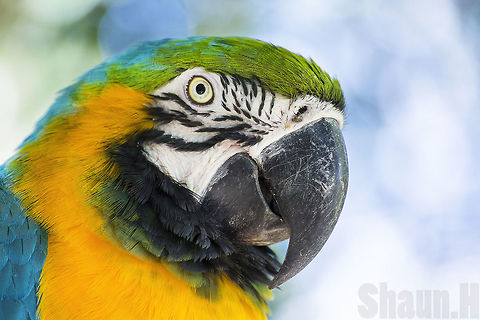Parrot Canon 60D and Tamron 70-300mm lens used  Ara ararauna,Blue-and-yellow macaw,parrot