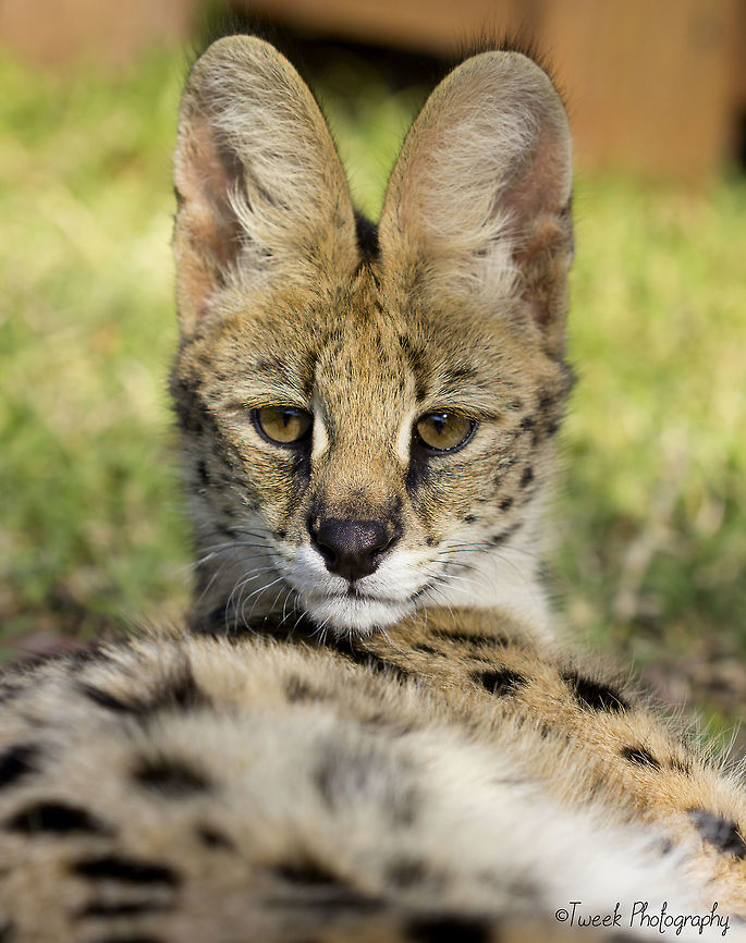 African Serval This is a photo of a rescued African Serval, taken at an Animal Sanctuary just outside of Harare, Zimbabwe Africa,Geotagged,Harare,Leptailurus serval,Serval,Spring,Zimbabwe,wildlife sanctuary