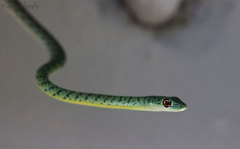 Spotted Bush Snake I came across this friendly little spotted bush snake on Spurwing Island (Lake Kariba, Zimbabwe) hiding near a water heating system. It was very curious of me and let me get within about 20cm with my camera before hiding.  Africa,Geotagged,Kariba,Philothamnus semivariegatus,Summer,Zimbabwe,spotted bush snake