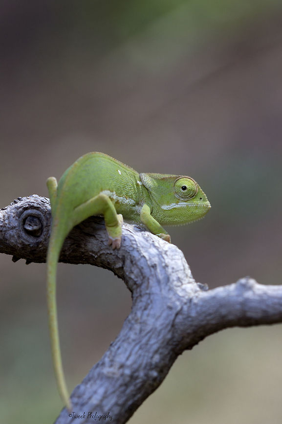 Flap-Necked Chameleon Just before the rainy season in ZImbabwe, baby flap-necked chameleons start to hatch and explore. I was lucky enough to find one close to my home in Harare and photograph it. Chamaeleo dilepis,Fall,Flap-Necked Chameleon,Geotagged,Harare,Zimbabwe