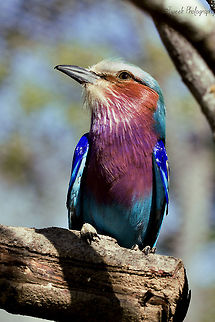 Lilac-Breasted Roller This photo is of a Lilac-Breasted Roller that was injured and taken in by an Animal Sanctuary just outside of Harare, Zimbabwe. It was almostrealy to be released back inot the wild at the time of the photo. Coracias caudatus,Geotagged,Lilac-breasted Roller,Spring,Zimbabwe