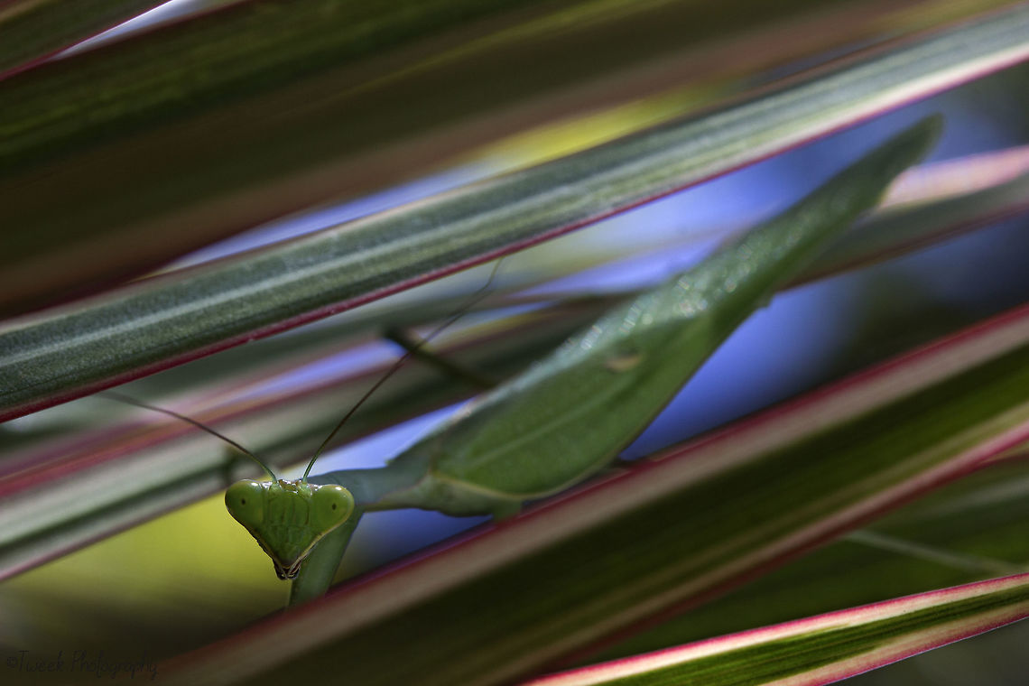 African Mantis I discovered this was quite an aggressive species of mantis when it lunged at my lens! I found this mantis in a potted plant on a windy day and it was quite difficult to focus with the constant movement. Geotagged,Sphodromantis lineola,Summer,Zimbabwe,praying mantis