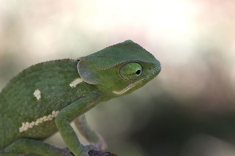 Flap-Necked Chameleon I found this baby flap-necked chameleon just before the first rains of the season. I put a small grasshopper on the end of the stick it was on to give it a distraction (and a snack) before taking this photo. Chamaeleo dilepis,Fall,Flap-Necked Chameleon,Geotagged,Zimbabwe,juvenile
