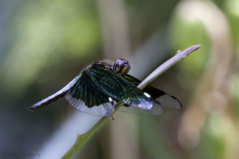 irridescent Dragonfly I snapped this photo during my lunch break at work, luckily I had my camera with me and this dragonfly was happy to pose for a little while! Dragonfly,Geotagged,Palpopleura lucia,Spring,Zimbabwe