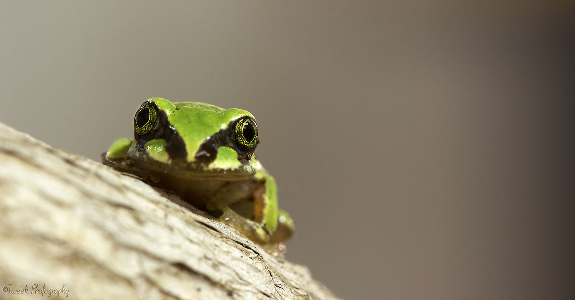Green Frog I found this little frog (about 2cm&#039;s long) while walking around a dam near my home. It was a very dull afternoon so I had to set up my tripod and use a long exposure to get a decent photo. It&#039;s the first time I&#039;d ever seen a frog like this. (If any knows the species please identify, I couldn&#039;t find it!) Fall,Geotagged,Green,Harare,Zimbabwe,frog