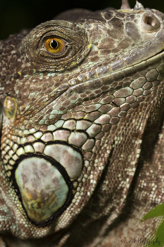 Green Tree Iguana I took this photo of a Green Tree Iguana at Butterfly World in Cape Town. I had to lie prone on the ground and slowly creep towards the iguana to fill the frame. Cape Town,Geotagged,Green iguana,Iguana iguana,South Africa,Winter