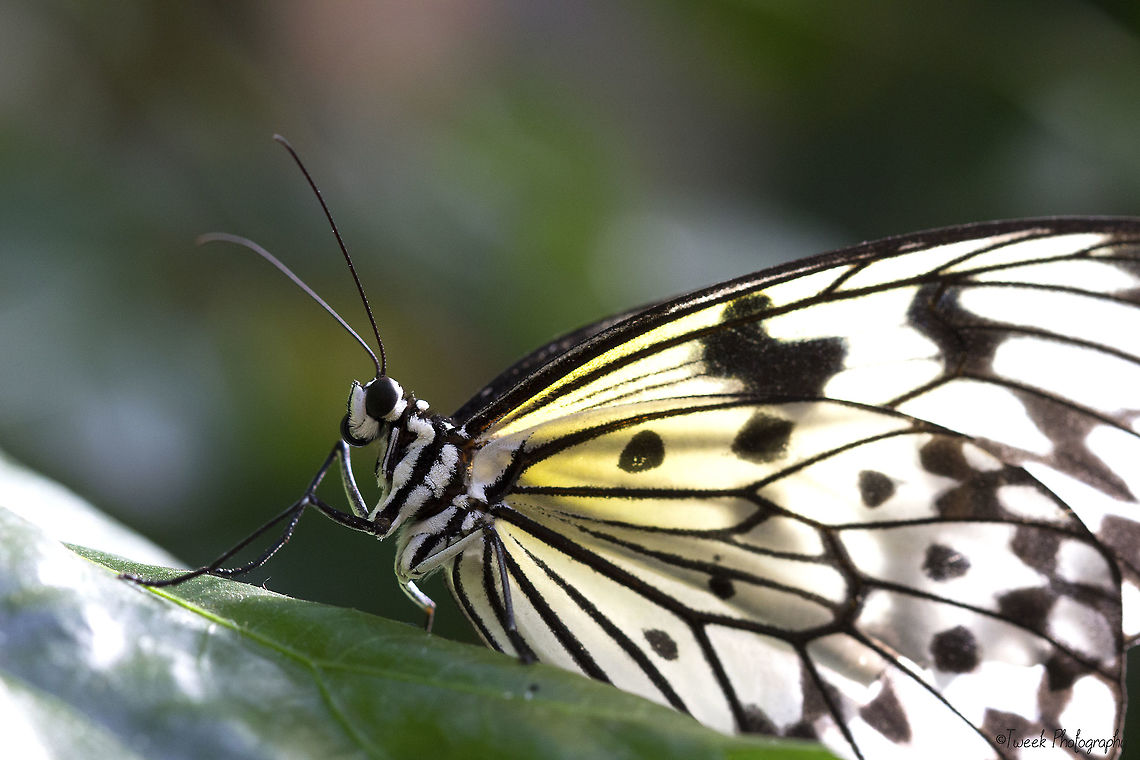 Black and White Butterfly I took this photo of a black and white butterfly at Butterfly World in Cape Town. They have a fantastic range of different insects, reptiles and birds. This photo was challenging since my lens kept misting up due to the humidity in the butterfly enclosure. Butterfly,Cape Town,Geotagged,Idea leuconoe,Paper Kite,South Africa,Winter,black and white