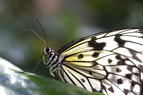 Black and White Butterfly I took this photo of a black and white butterfly at Butterfly World in Cape Town. They have a fantastic range of different insects, reptiles and birds. This photo was challenging since my lens kept misting up due to the humidity in the butterfly enclosure. Butterfly,Cape Town,Geotagged,Idea leuconoe,Paper Kite,South Africa,Winter,black and white