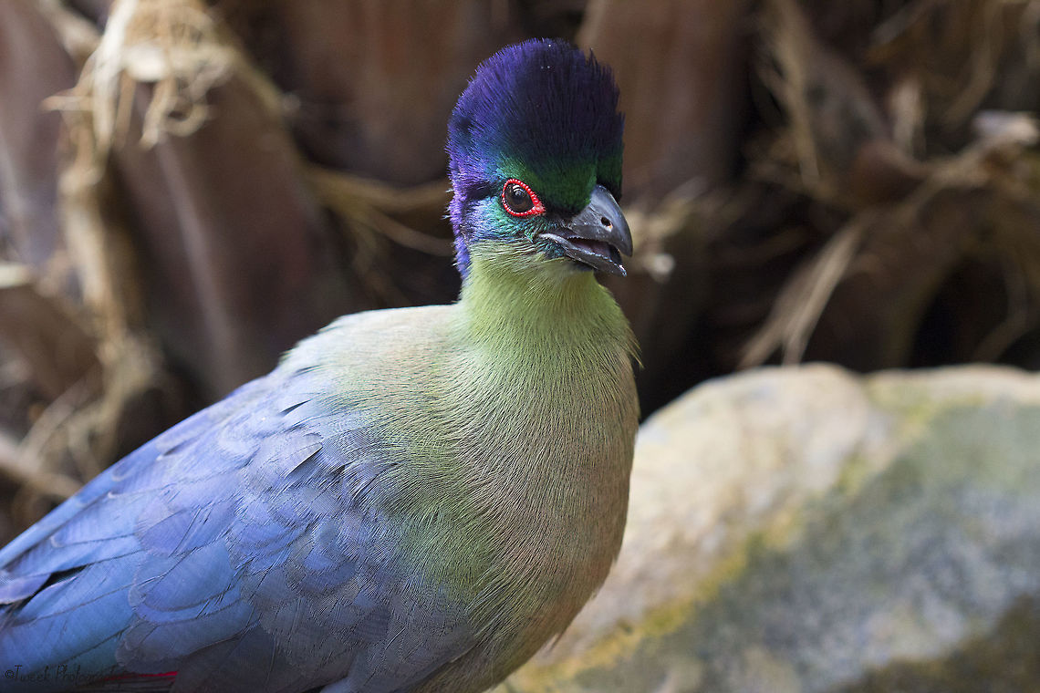Purple Crested Turaco This photo was taken at World of Birds in Cape Town. World of Birds is the biggest bird park in southern Africa (if not the whole of Africa). The purple crested turaco (previously known as a purple crested lourie) is a fun bird to watch in the wild and has a very distinctive call. Africa,Cape Town,Geotagged,Purple-crested Turaco,South Africa,Tauraco porphyreolophus,Winter,bird,purple crested touraco