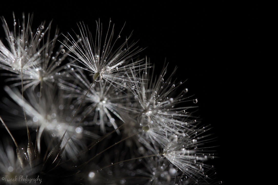 Dandelion It was quite a windy afternoon, so I brought it inside and used a tripod, string and some tape to secure it in the fireplace (for a dark, clean background). I took this macro photo of a water droplet covered dandelion using an external flash.  Common dandelion,Geotagged,Macro,Spring,Taraxacum officinale,Zimbabwe