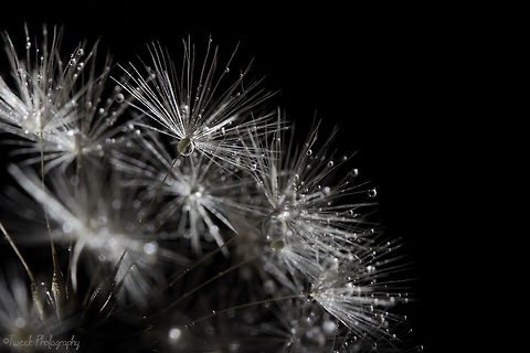 Dandelion It was quite a windy afternoon, so I brought it inside and used a tripod, string and some tape to secure it in the fireplace (for a dark, clean background). I took this macro photo of a water droplet covered dandelion using an external flash.  Common dandelion,Geotagged,Macro,Spring,Taraxacum officinale,Zimbabwe