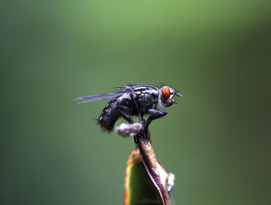 Flesh Fly I found this little fly perched on a dying leaf in my garden. Luckily for me it stayed put just long enough for me to retrieve my camera and double check my settings. After a few quick snaps it flew off. Fly,Genus Sarcophaga,Geotagged,Macro,Summer,Zimbabwe,common flesh fly
