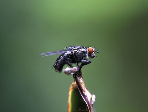 Flesh Fly I found this little fly perched on a dying leaf in my garden. Luckily for me it stayed put just long enough for me to retrieve my camera and double check my settings. After a few quick snaps it flew off. Fly,Genus Sarcophaga,Geotagged,Macro,Summer,Zimbabwe,common flesh fly