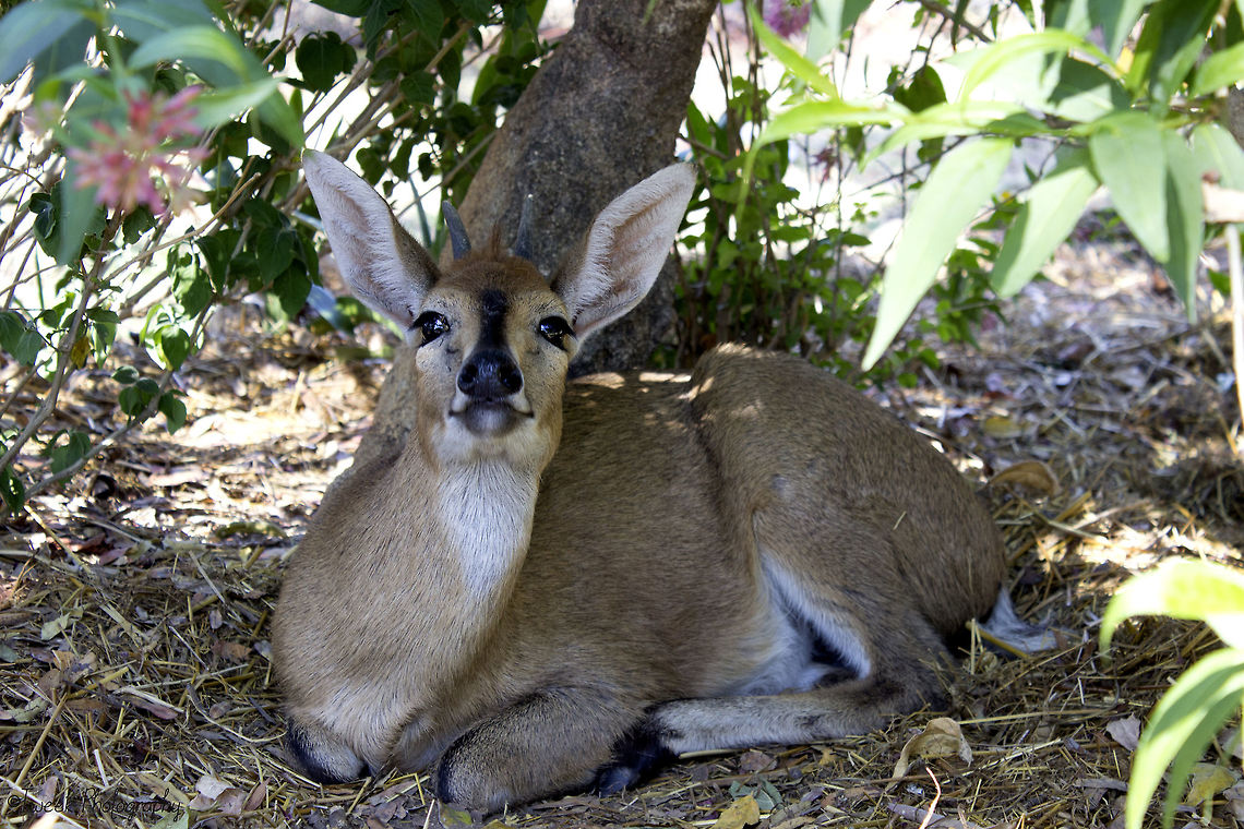 Common Duiker I managed to catch a snap on this duiker snififng at me in the shade of a bush. She was very skittish and didn&#039;t stay there long. She is a rescue animal that was orphaned. She was taken in and raised by humans, but is very wary of new people. Common duiker,Geotagged,Spring,Sylvicapra grimmia,Zimbabwe