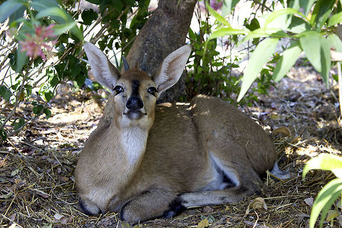 Common Duiker I managed to catch a snap on this duiker snififng at me in the shade of a bush. She was very skittish and didn't stay there long. She is a rescue animal that was orphaned. She was taken in and raised by humans, but is very wary of new people. Common duiker,Geotagged,Spring,Sylvicapra grimmia,Zimbabwe