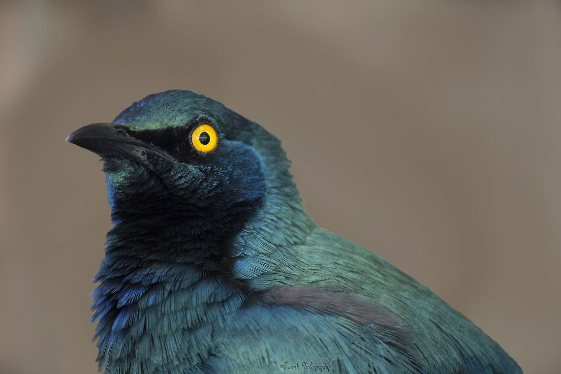 Cape Starling I took this photo of a Cape Starling at World of Birds in Cape Town. This particular bird was quite used to humans and let me get within about 3 meters before it began to get skittish.  Cape Town,Cape starling,Fall,Geotagged,Lamprotornis nitens,South Africa