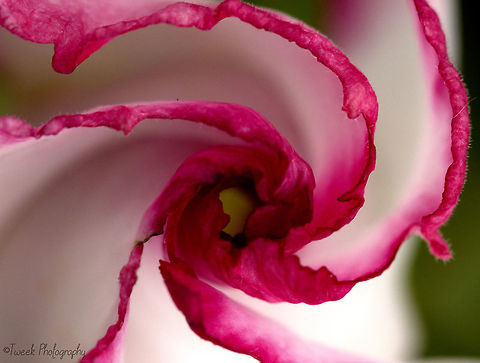 Sabi Star I was invited to take photos of a plant nursery which had a huge selection of cacti and indigenous plants. This is an Adenium obesum, more commonly known as a Sabi Star. Adenium obesum,Macro,flower