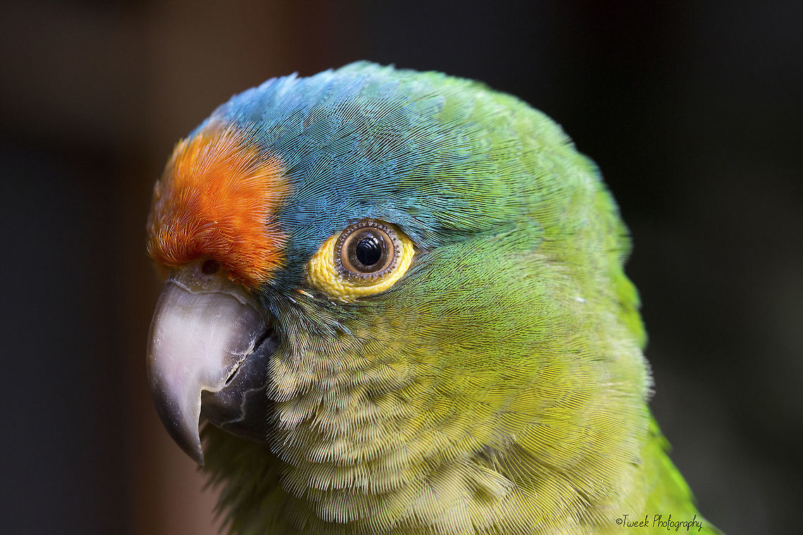 Orange fronted conure I found this semi-tame conure at Butterfly World (they also have birds and reptiles) in Cape Town and managed, after a while of trial and error, to get a sharp photo of it. This particular conure climbed onto my shoulder only to bite my face- but I think it was worth it for the result! Eupsittula canicularis,Geotagged,Orange-fronted parakeet,South Africa,Winter,bird,parrot