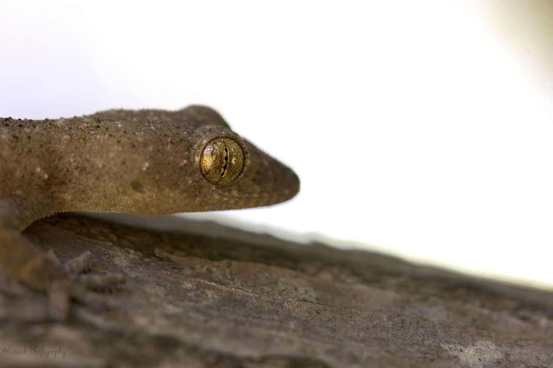 Gecko 2 I found this little gecko trapped in a ceramic bowl in my mothers shop. I took a few quick photos before releasing it into  a tree. Geotagged,Hemidactylus mabouia,Spring,Tropical house gecko,Zimbabwe,gecko