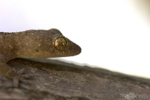 Gecko 2 I found this little gecko trapped in a ceramic bowl in my mothers shop. I took a few quick photos before releasing it into  a tree. Geotagged,Hemidactylus mabouia,Spring,Tropical house gecko,Zimbabwe,gecko