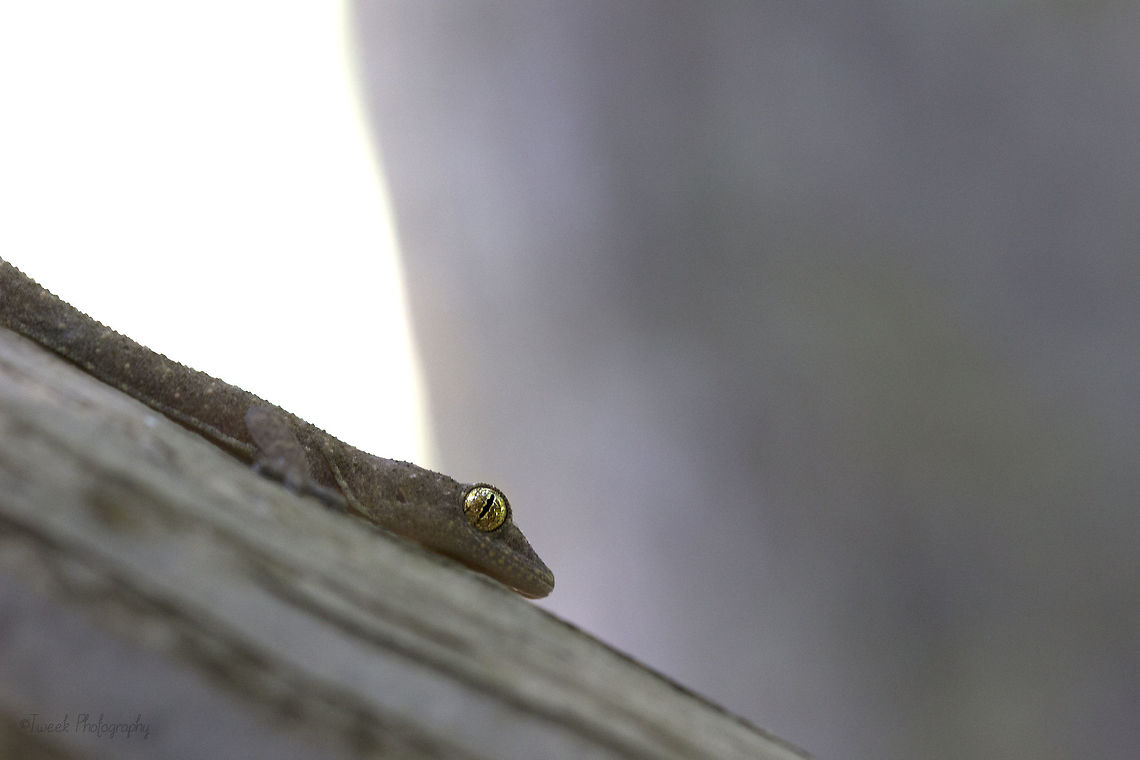 Gecko I though the eyes of this gecko were particularly interesting- I took this photo after releasing the gecko into a tree since it had been trapped in a ceramic bowl. Geotagged,Hemidactylus mabouia,Spring,Tropical house gecko,Zimbabwe,gecko
