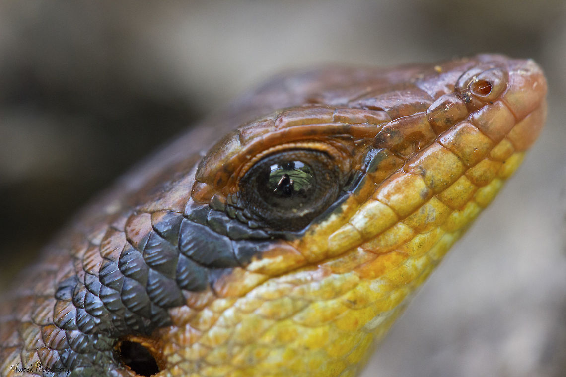 Variable Skink 2 I uploaded this photo to show how close this skink allowed me to be- there is a reflection of me in its eye! Geotagged,Trachylepis varia,Variable mabuya,Winter,Zimbabwe,macro,skink