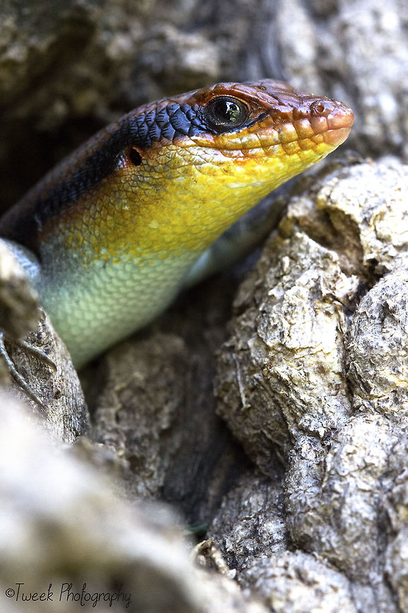 Variable Skink This skink was happy to pose for me while a took a few photos. It kept darting in and out of a hole in a tree. Geotagged,Trachylepis varia,Variable mabuya,Winter,Zimbabwe,macro,skink