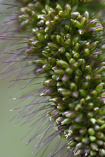 Millet I grow millet to attract wild birds into the garden, I thought the textures and colours of this millet were interesting. Eleusine coracana,Finger millet,Geotagged,Green,Spring,Zimbabwe,plant