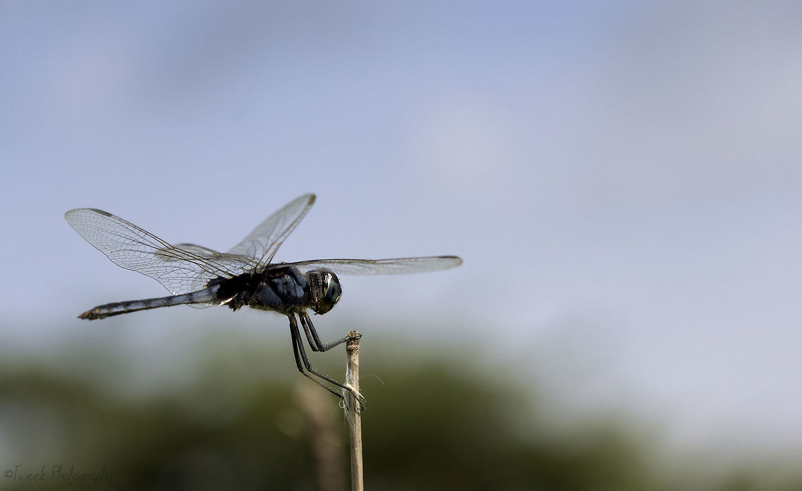 Blue/Black Dragonfly I found this dragonfly on the outskirts of a dam just outside of Harare. It was extremely skittish and took a very long time to settle. Blue,Dragonfly,Geotagged,Summer,Urothemis edwardsii,Zimbabwe,blue basker